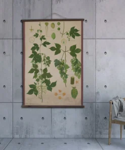 Scout Gifts Vintage Old-School Hops Botanical Science Poster
