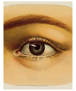 Gifts John Derian Eye Tray