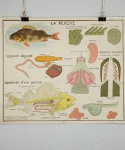 Scout Vintage French School Science Poster- Frog/ Fish