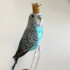 Scout Homewares Regal Feathered Budgie Decoration