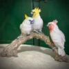 Scout House Trio Of Porcelain Cockatoos On Log Gifts
