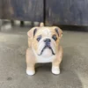 Scout Nostalgic Wooden Bulldog Figure Gifts