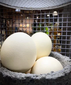 Scout House Homewares Ostrich Egg - Australian