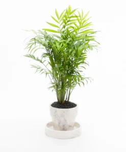 Marble Basic Round Roman Tray - Small 11 Marble Basic Round Roman Tray - Small