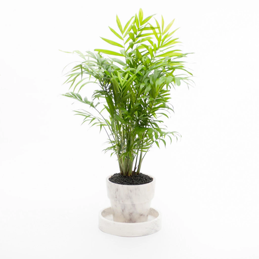 Marble Basic Round Roman Tray - Small 7 Marble Basic Round Roman Tray - Small