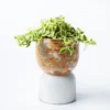 Scout House Gifts Beverly Pot - White