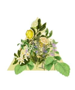 Santa Maria Novella - Acqua Della Regina - 1221 Edition 5 Santa Maria Novella - Acqua Della Regina - 1221 Edition