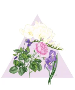 Santa Maria Novella - Fresia - 1221 Edition 6 Santa Maria Novella - Fresia - 1221 Edition