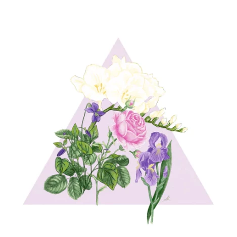 Santa Maria Novella - Fresia - 1221 Edition 4 Santa Maria Novella - Fresia - 1221 Edition